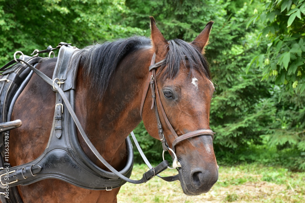 horse in harness