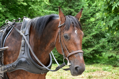 horse in harness © gallas