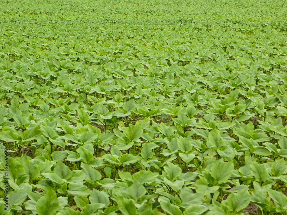 young sunflower field young sunflower field