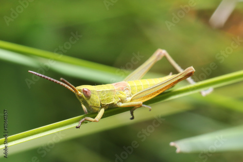 Grasshopper © achkin