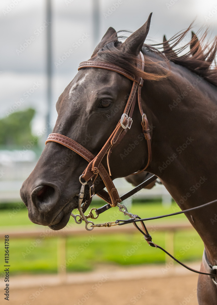 Obraz premium Dark Brown Horse Profile Left