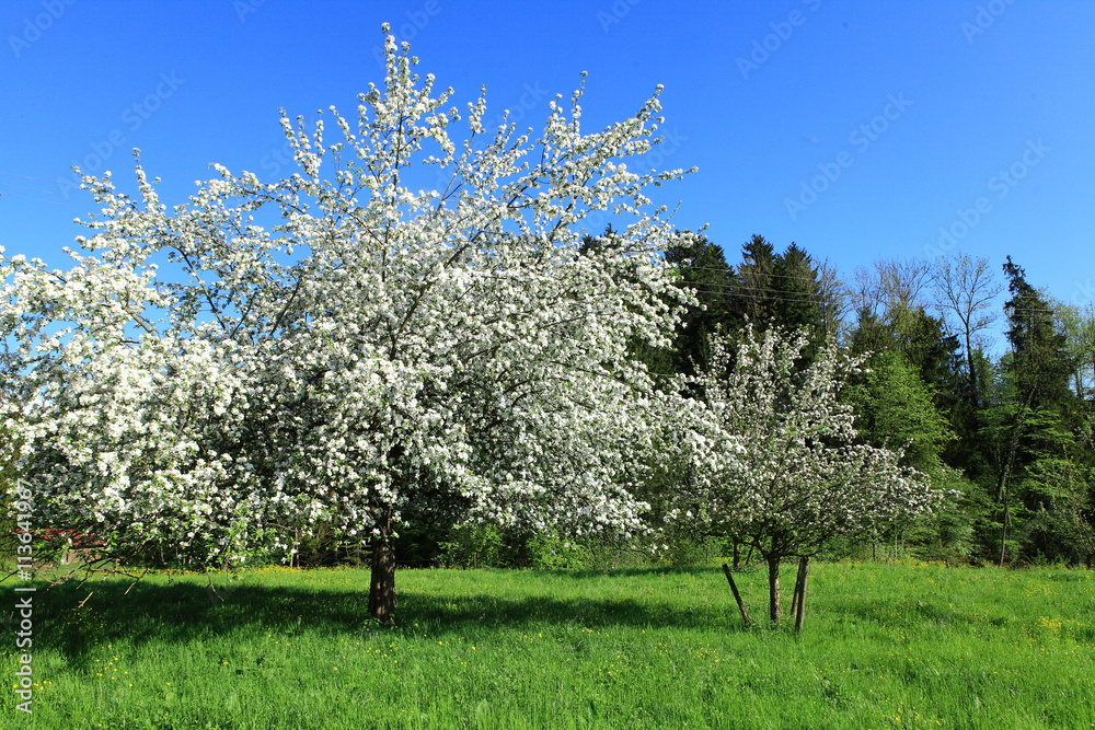 Garten mit Apfelbäumen in Oberschwaben Garten mit Apfelbäumen in Oberschwaben