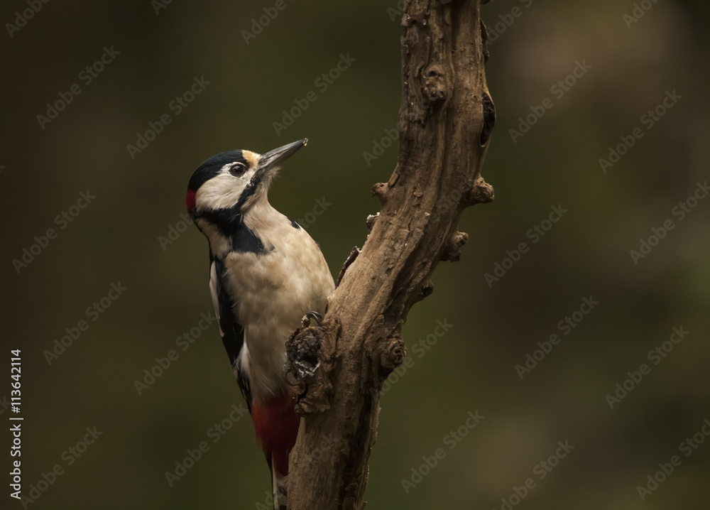 Fototapeta premium Woodpecker at work (Great Spotted Woodpecker)