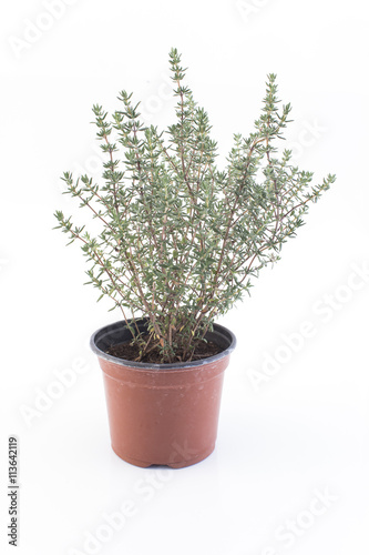 Thyme in a Pot Isolated on White