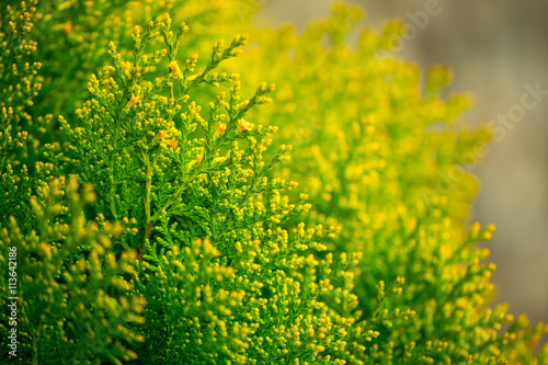 Closeup of green cypress © Volodymyr
