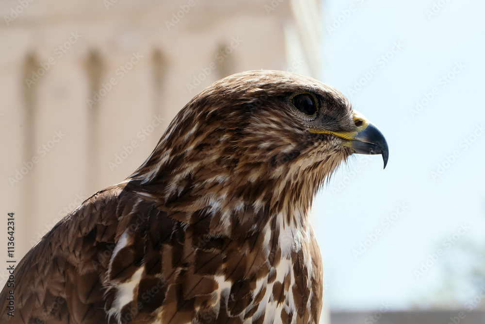 Beautiful eagle bird closeup Beautiful eagle bird closeup