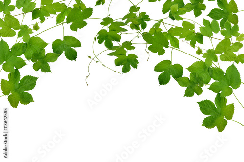 Branches hop with leaves isolated on white background without sh