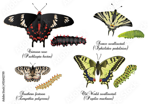 Amazing butterflies set - swallowtails