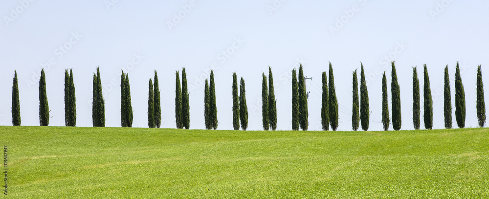 cypresses trees on the road in Tuscany in Italy