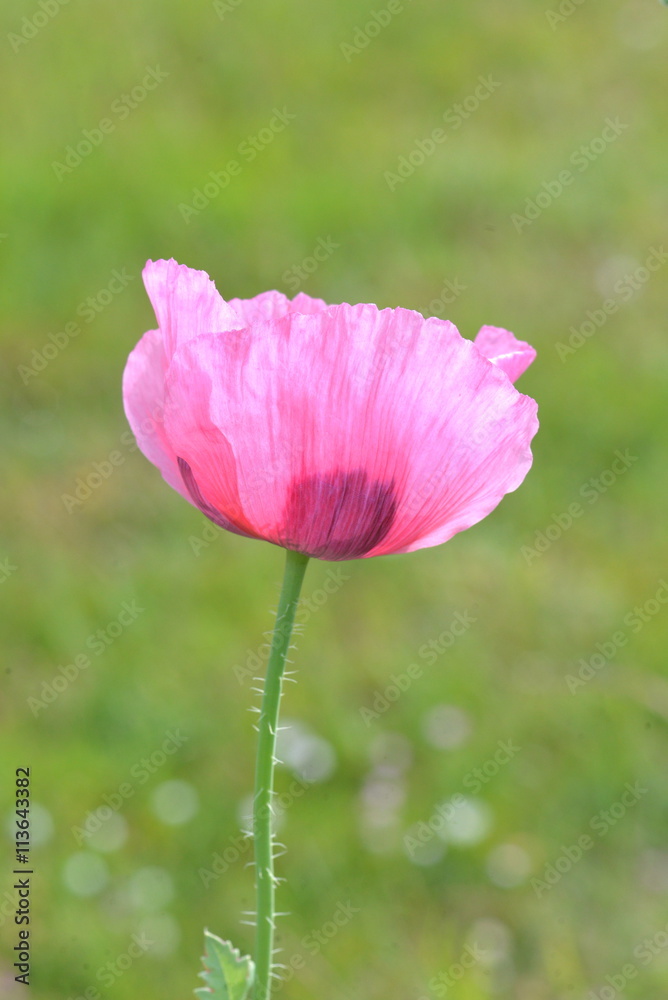 Coquelicot, pavot rose