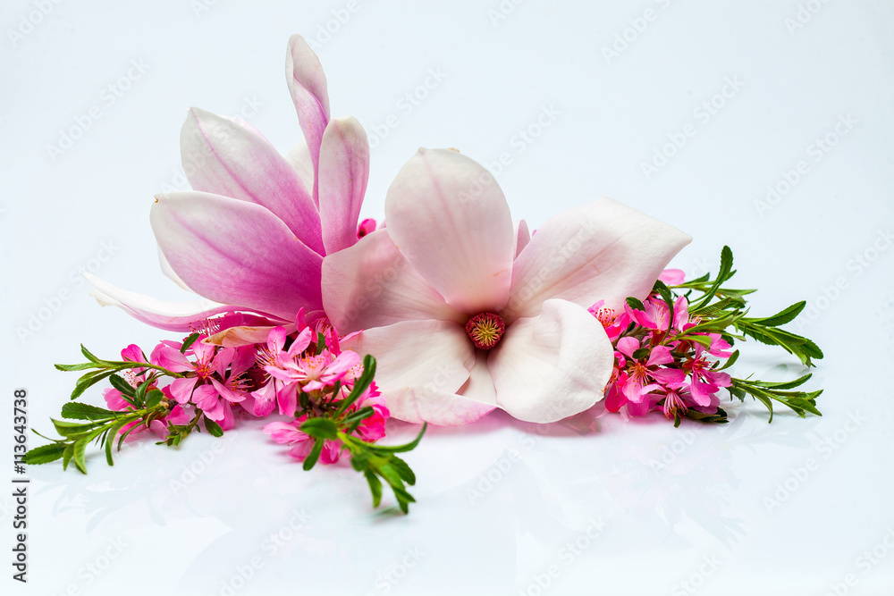 Fototapeta premium Beautiful flowering twig and magnolia