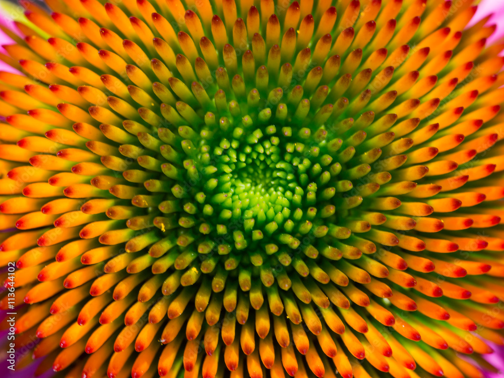 Fototapeta premium The center of the cone flower.