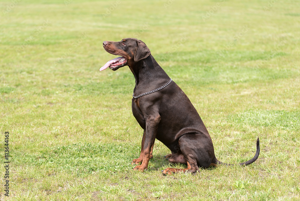 Doberman pinscher sitting in the field Doberman pinscher sitting in the field