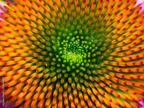 The center of the cone flower.