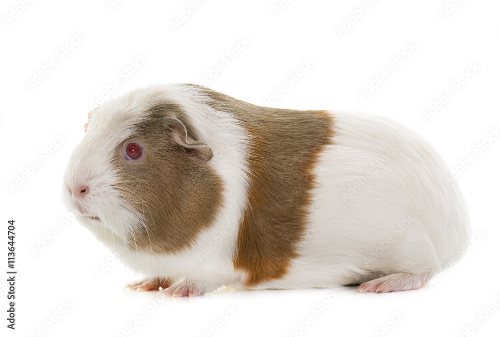 guinea pig in studio guinea pig in studio
