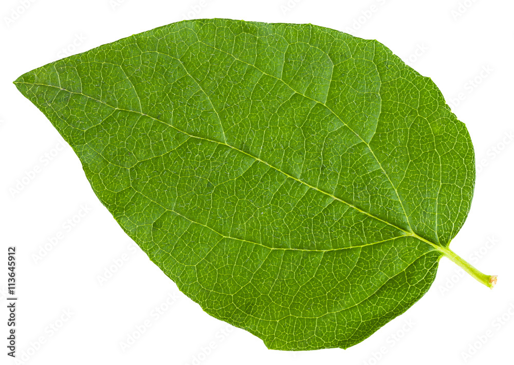 Obraz premium green leaf of Honeysuckle Shrub isolated on white