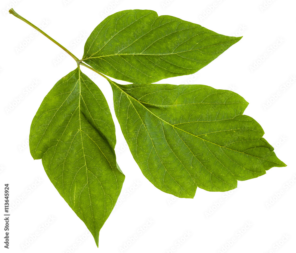 Fototapeta premium twig with green leaves of Acer negundo (maple ash) tree isolated on white background