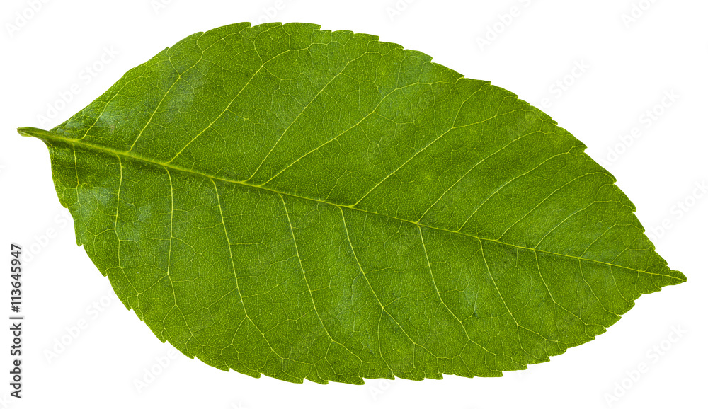 Fototapeta premium green leaf of Fraxinus ornus tree isolated