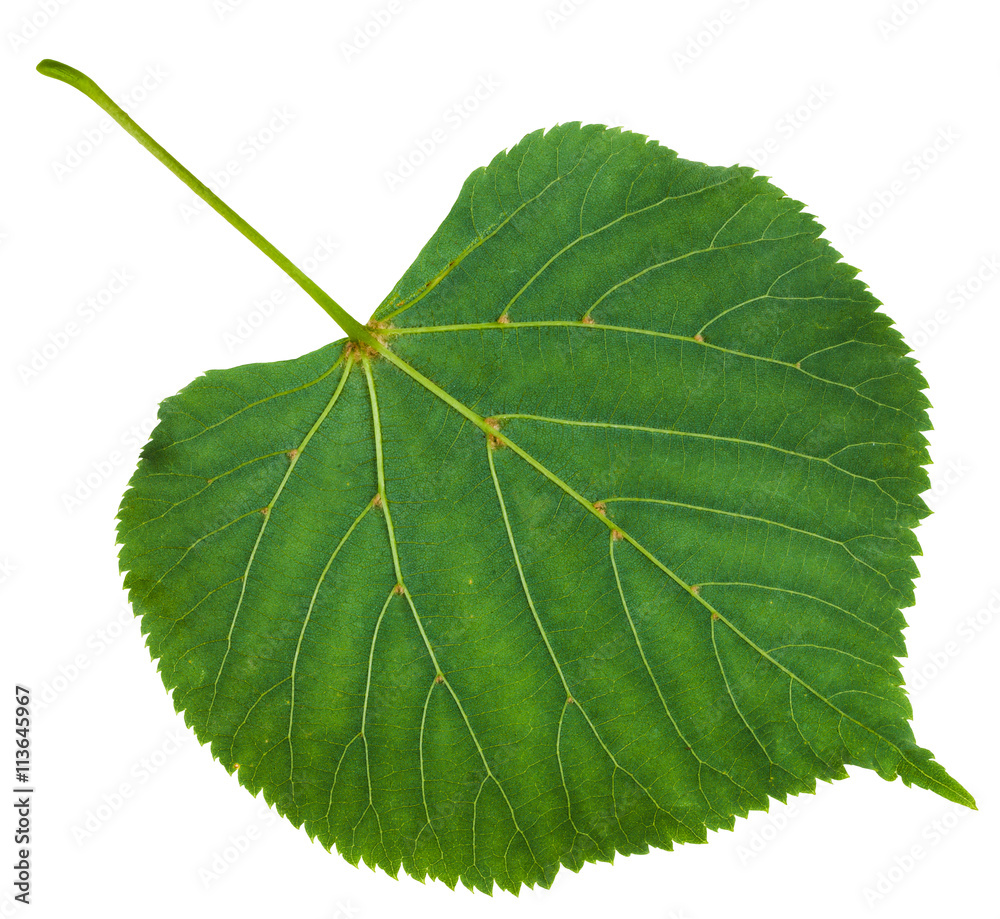 Naklejka premium back side of green leaf of Tilia platyphyllos tree