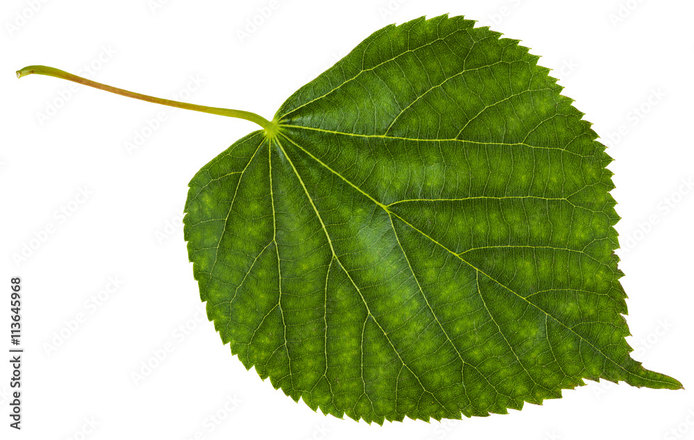 Fototapeta premium green leaf of Tilia cordata tree isolated
