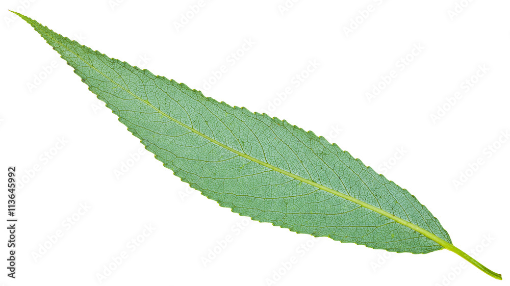Fototapeta premium back side of green leaf of crack willow isolated