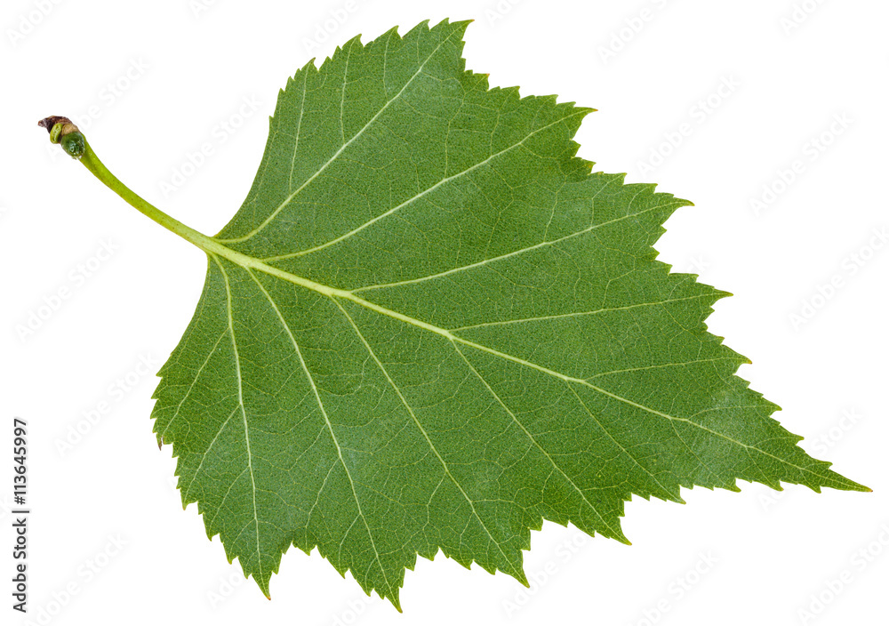 Obraz premium odwrocie zielony liść brzozy na białym tle