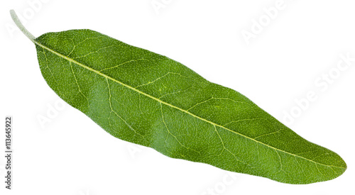 green leaf of Elaeagnus angustifolia isolated