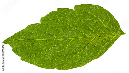 green leaf of Acer negundo (maple ash) tree