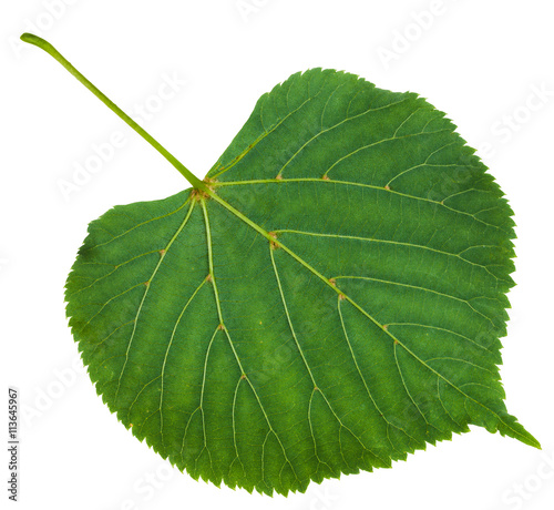 back side of green leaf of Tilia platyphyllos tree