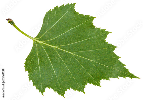 back side green leaf of birch tree isolated