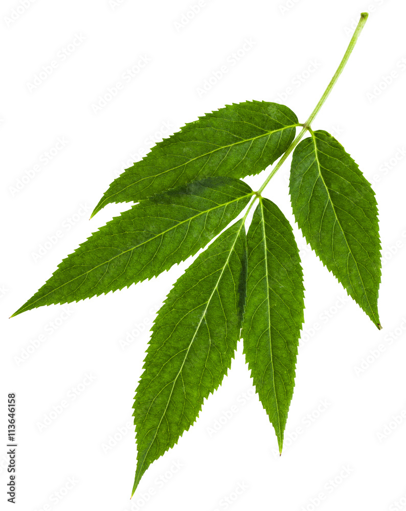 twig with green leaves of red elderberry isolated twig with green leaves of red elderberry isolated