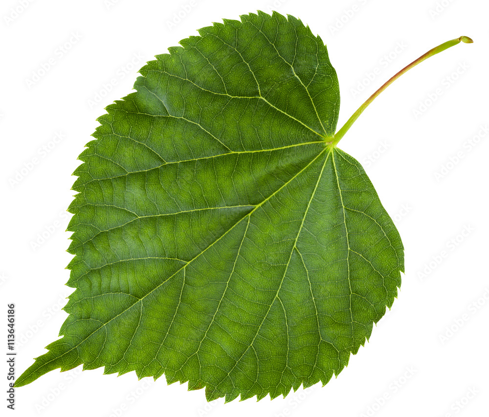 Fototapeta premium fresh leaf of Tilia cordata tree isolated