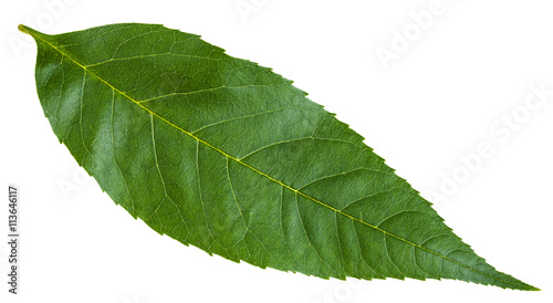 green leaf of Fraxinus excelsior tree isolated