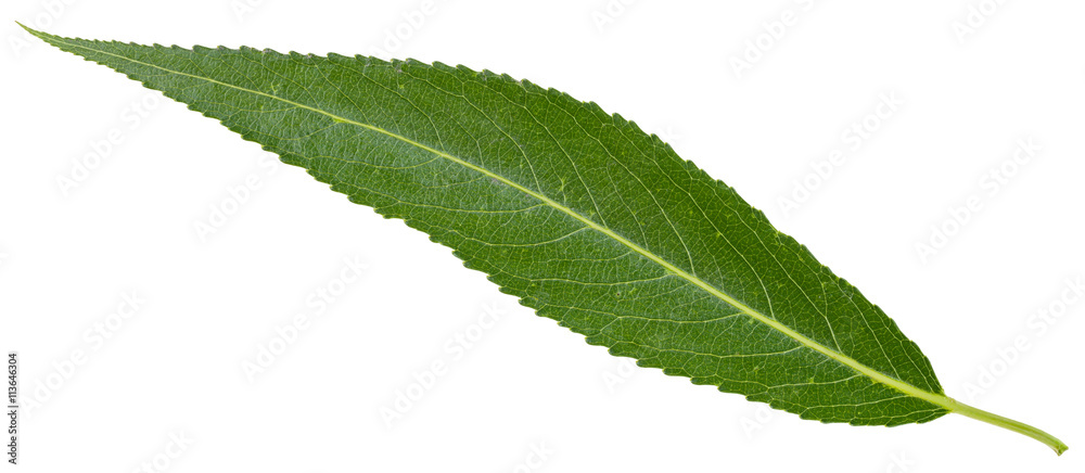 Fototapeta premium zielony liść pęknięcia wierzby izolowane