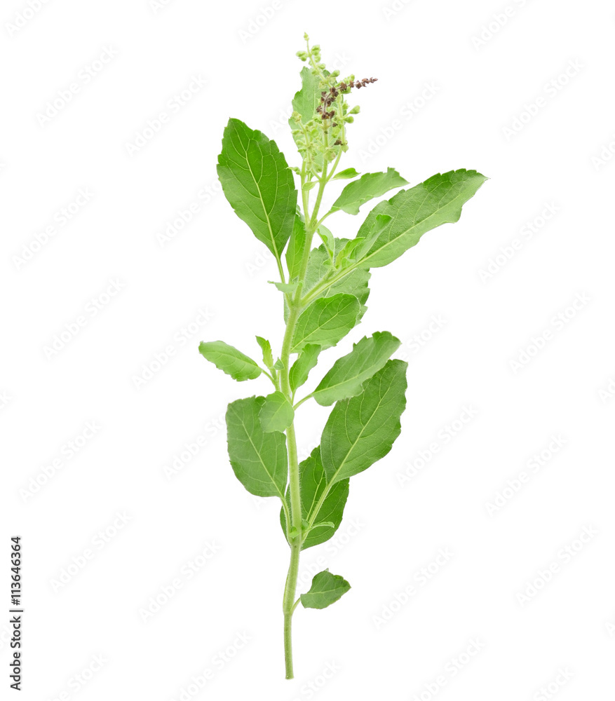 Holy basil or tulsi leaves isolated on white background Holy basil or tulsi leaves isolated on white background