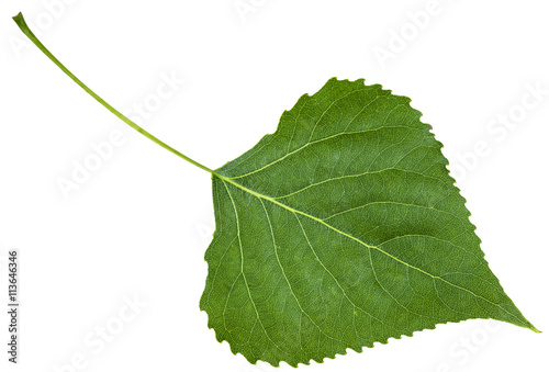 backside fresh leaf of birch tree isolated