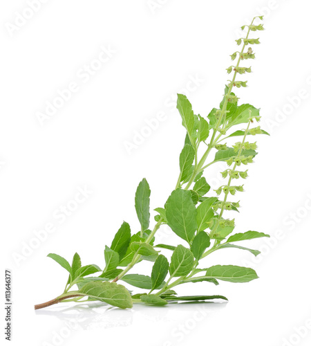 Holy basil or tulsi leaves isolated on white background