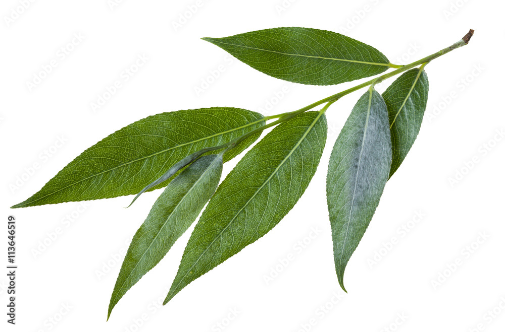 Obraz premium gałązka z zielonymi liśćmi wierzby izolowane