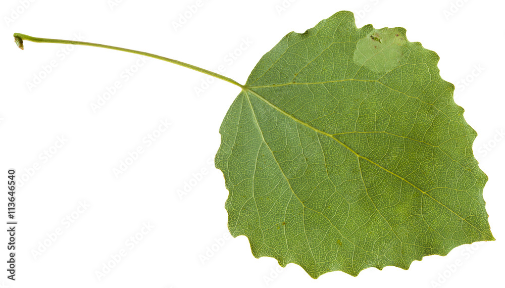Naklejka premium tylna strona zielonych liści osiki na białym tle