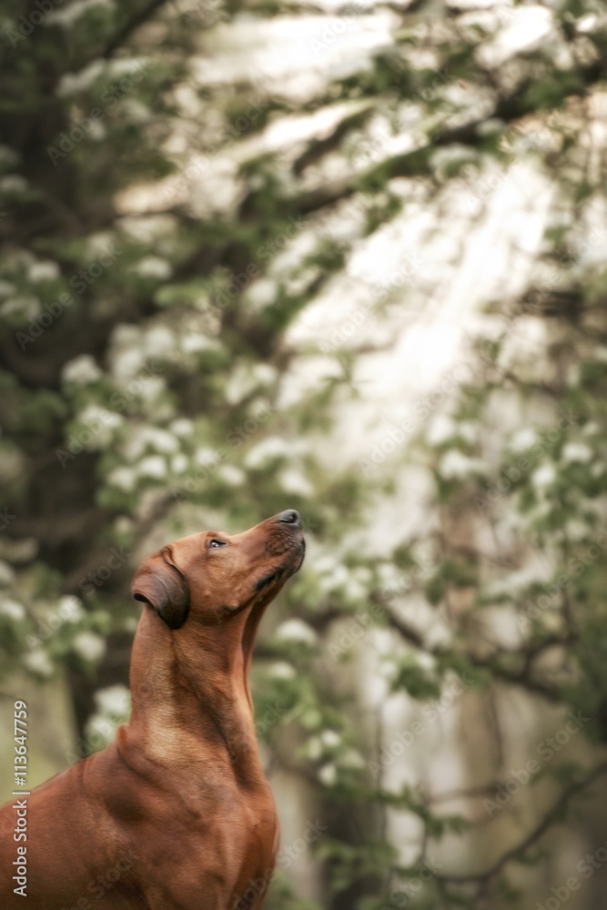 adorable rhodesian ridgeback dog outdoors