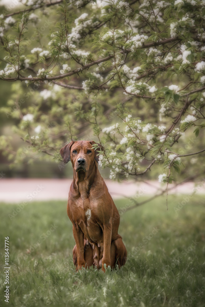 adorable rhodesian ridgeback dog outdoors adorable rhodesian ridgeback dog outdoors