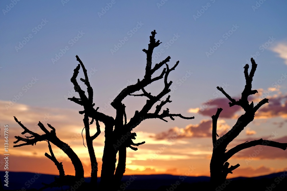 Dry Trees Silhouettes on Sunset Sky. Grand Staircase Escalante National Park, Utah, USA. 