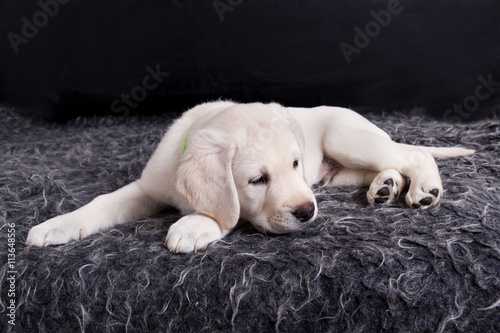 Labrador puppy sleeping on his back on a dark gray plush carpeti © annatronova