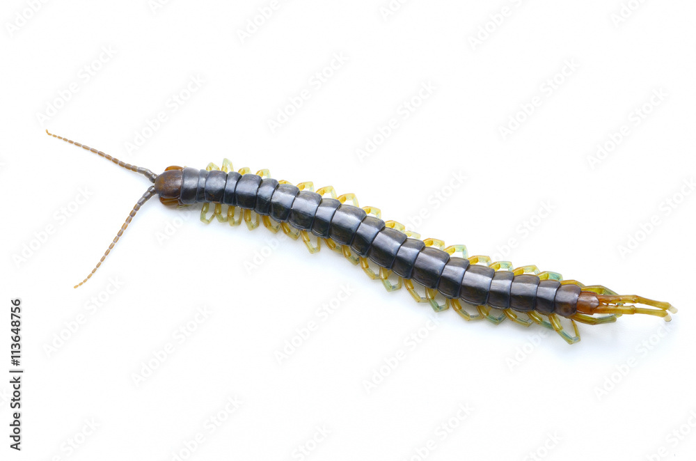 Fototapeta premium centipede