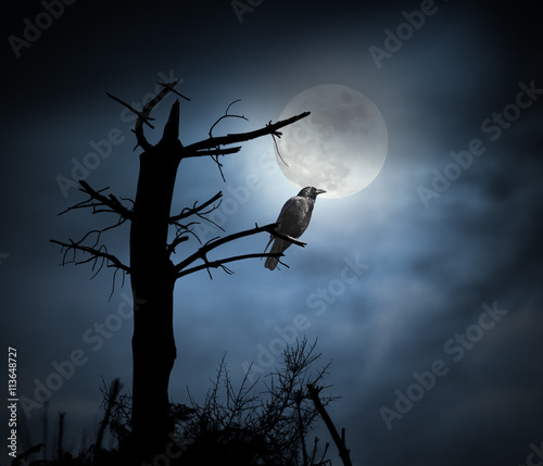 Canvas Print Full moon crow
