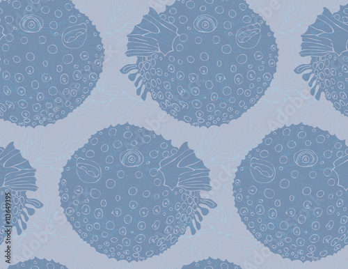 Blowfish blue on kelp