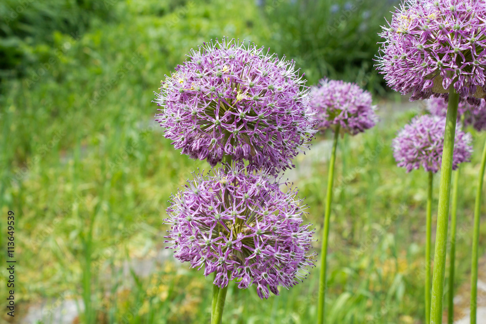 Obraz premium Zierlauch (Allium bulgaricum), Blüte, Nahaufnahme