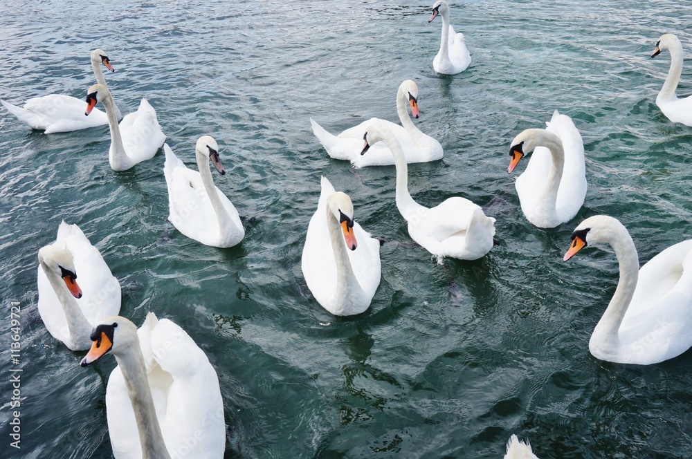 Obraz premium White swans on Lake Geneva