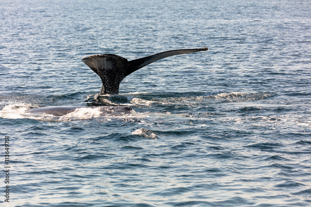 Fototapeta premium Whale, cape cod