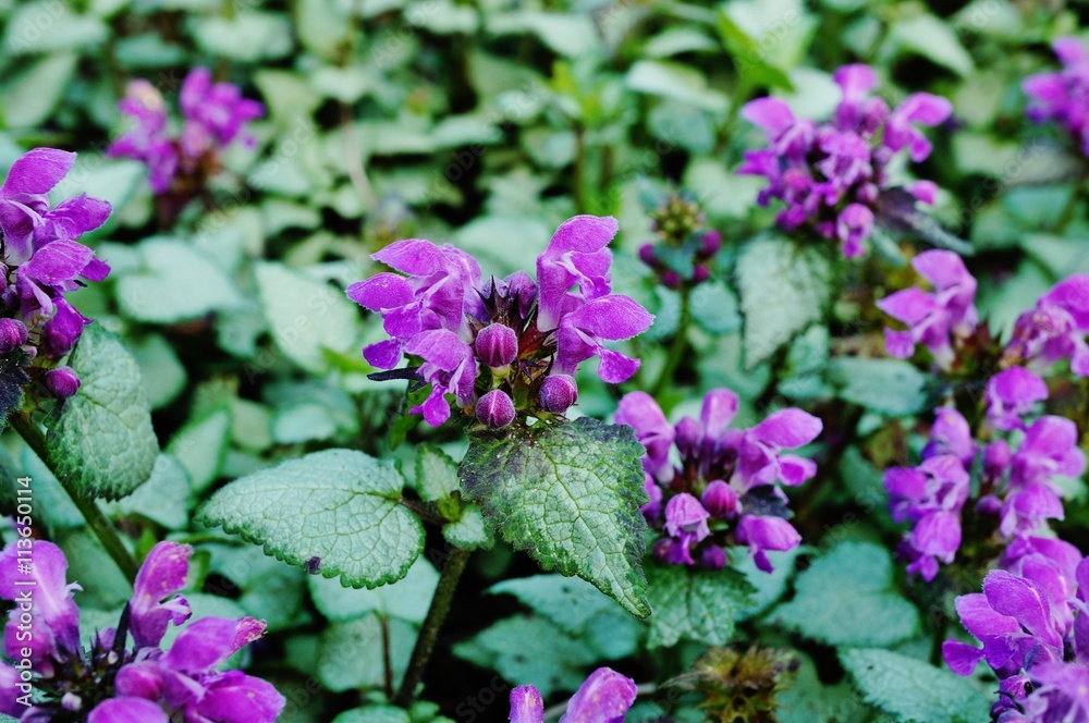 Purple flowers of Lamium Maculatum creeping groundcover plant Purple flowers of Lamium Maculatum creeping groundcover plant